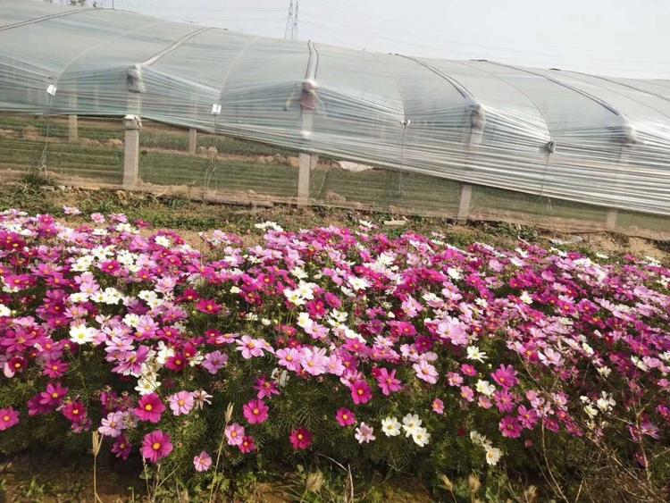 波斯菊（格桑花）现货