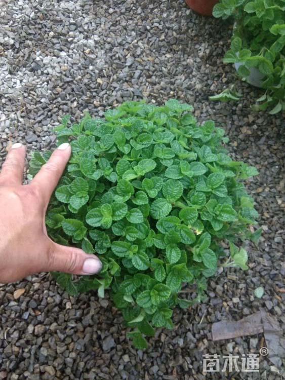 山东薄荷价格  绿化用薄荷 薄荷基地