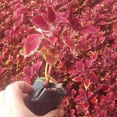 火焰彩叶草价格 火焰彩叶草批发