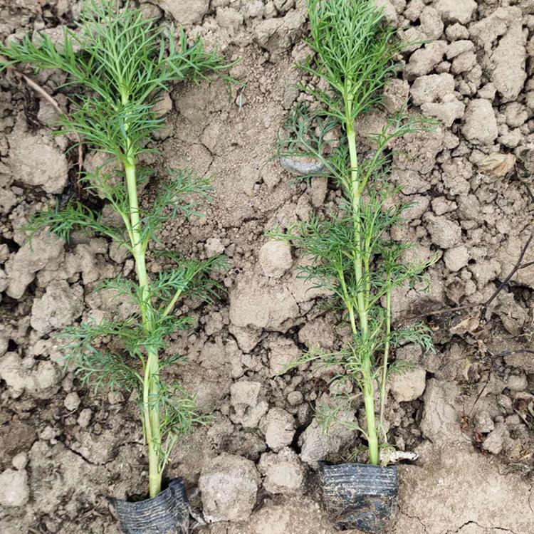 波斯菊价格 自产自销 宿根草花