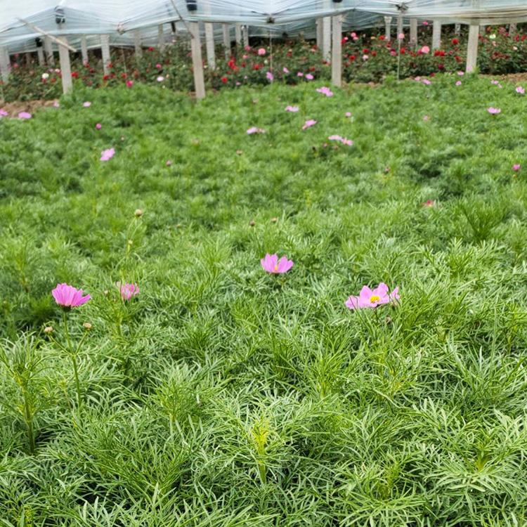 波斯菊 宿根草花 波斯菊批发 自产自销