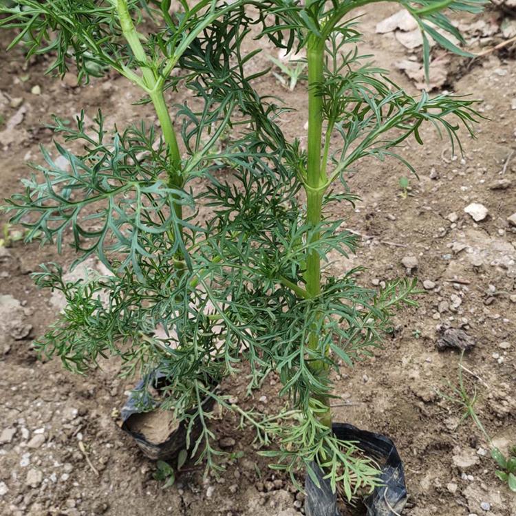 波斯菊 山东草花 波斯菊批发 自产自销