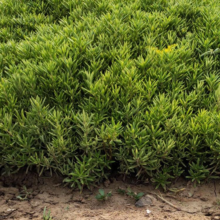 可以电话联系哦 佛甲草 山东佛甲草价格