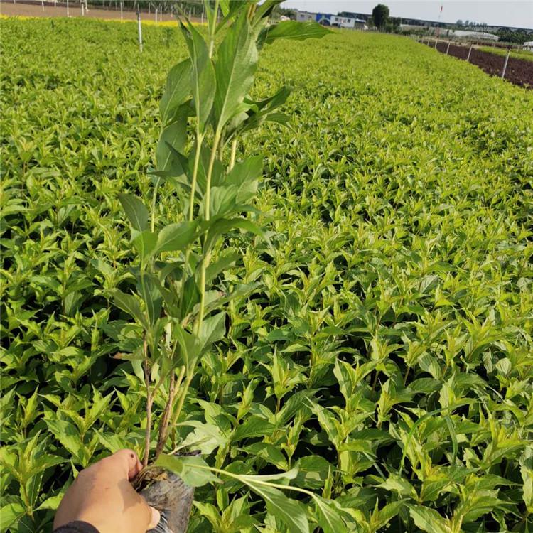 红王子锦带种植基地 基地种植 绿化苗木基地 红王子锦带苗