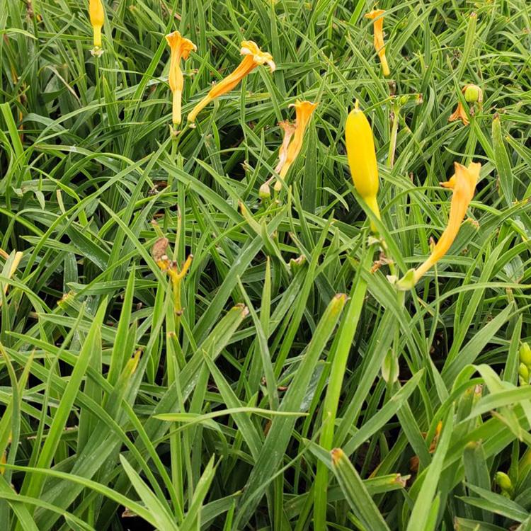自产自销 金娃娃萱草小苗 宿根草花批发 金娃娃萱草种植基地