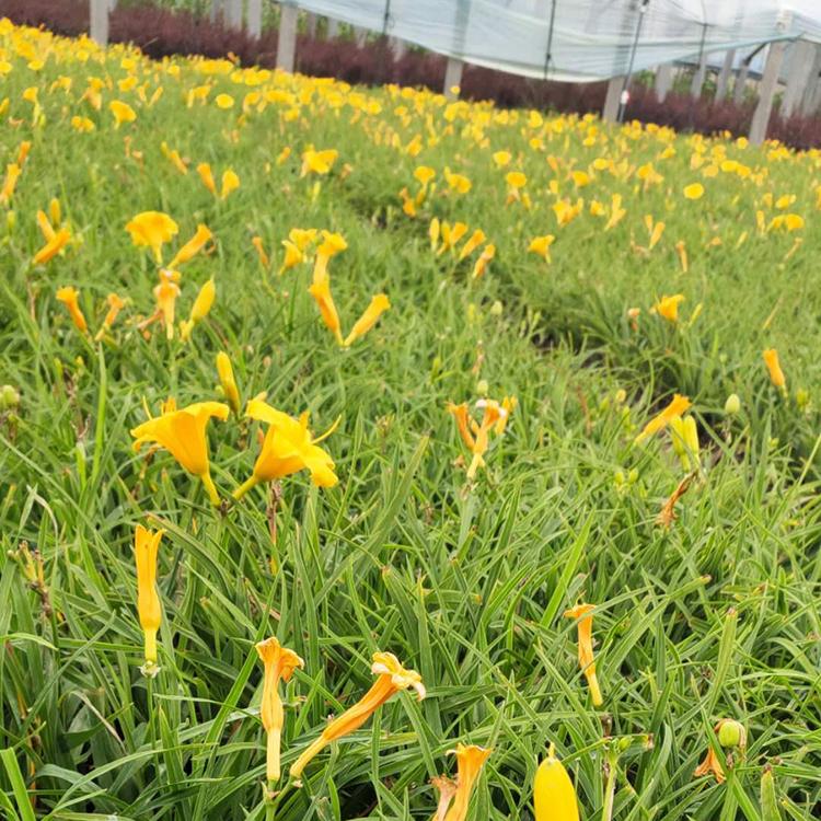 金娃娃萱草基地 金娃娃萱草 青州草花基地