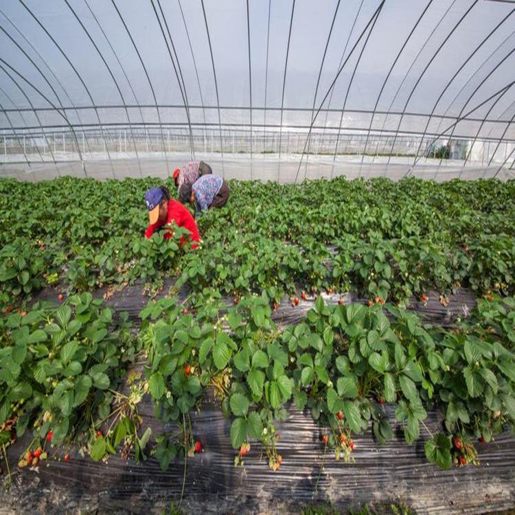 支持定制日光温室大棚 蔬菜花卉暖棚 日光温室工程 欢迎咨询鋆成兴达