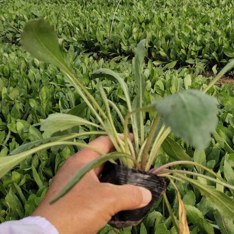 天人菊基地 苗圃批发 青州天人菊小苗
