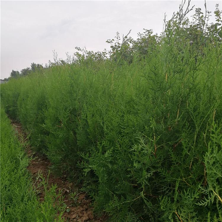 侧柏价格   侧柏厂家直供  潍坊荣林
