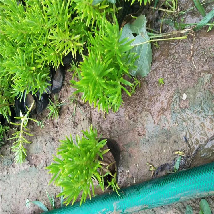 佛甲草 佛甲草基地报价  佛甲草批发