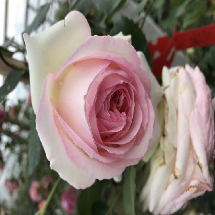 欢迎咨询品种月季出售价格 月季花销售商 地邦