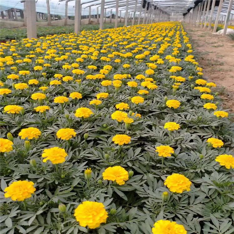 供应孔雀草 基地直销孔雀草小苗 欢迎选购 孔雀草盆栽