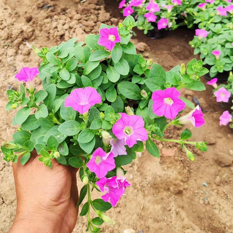 垂钓牵牛直销 牵牛花 订购报价