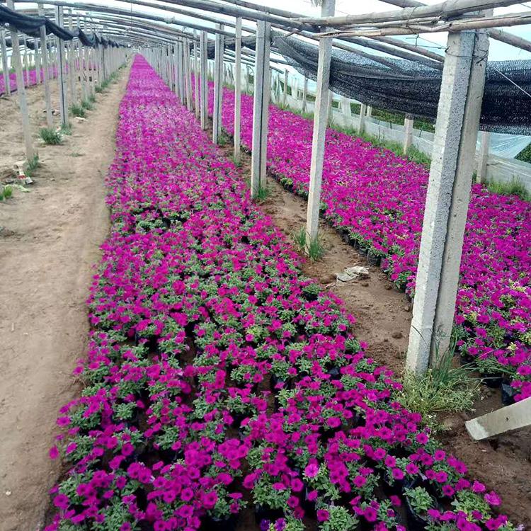 垂钓牵牛苗 订购报价 宿根草花种植基地