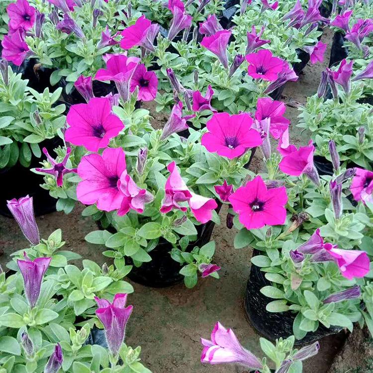 欢迎选购 牵牛花 草花苗子供应商 垂钓牵牛行情