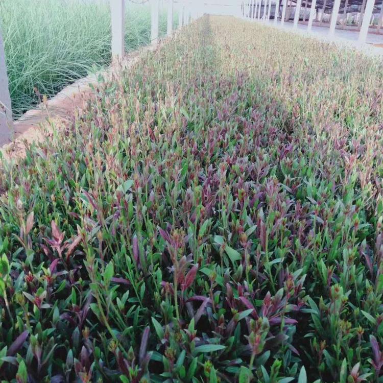 宿根花卉山桃草价格