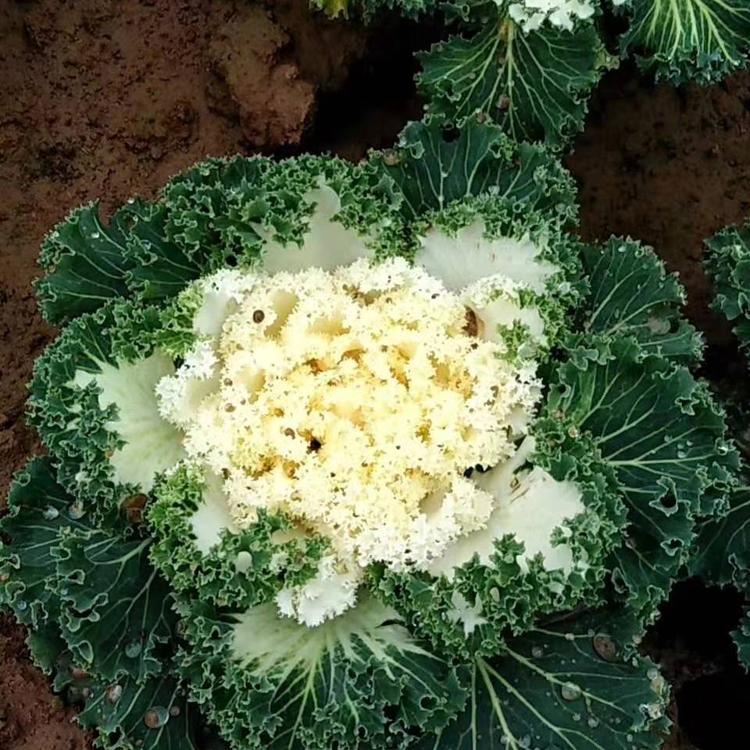 青州羽衣甘蓝价格