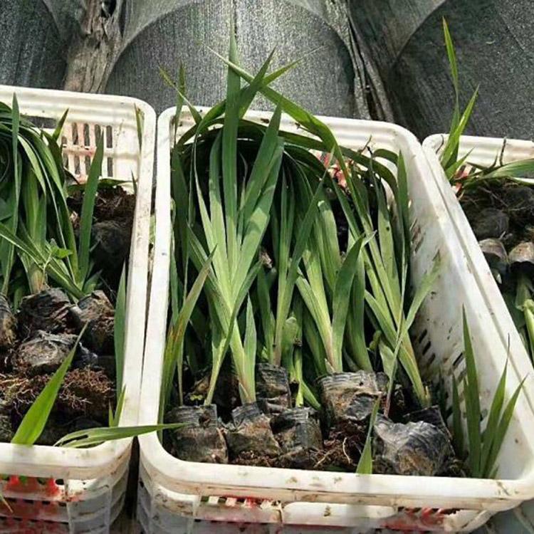 水生花卉批发商 水生鸢尾批发基地 水生鸢尾绿化苗批售