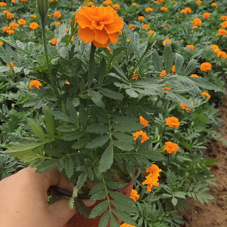 双色盆孔雀草批发 草花价格 双色盆孔雀草 基地直售