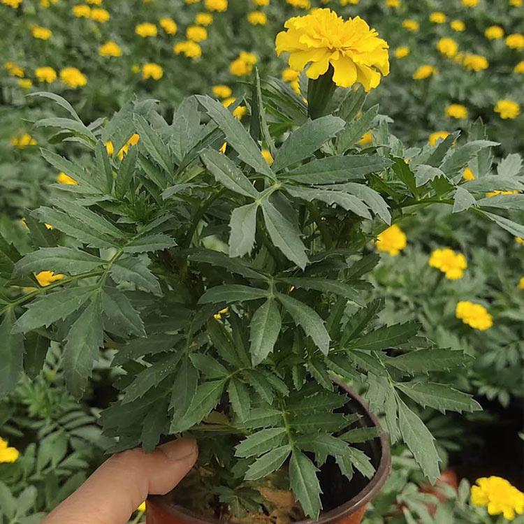 孔雀草培育基地 山东草花基地 双色盆孔雀草 基地直售
