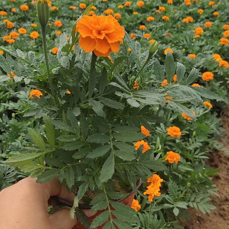 孔雀草直销 草花价格 孔雀草小苗 基地直售