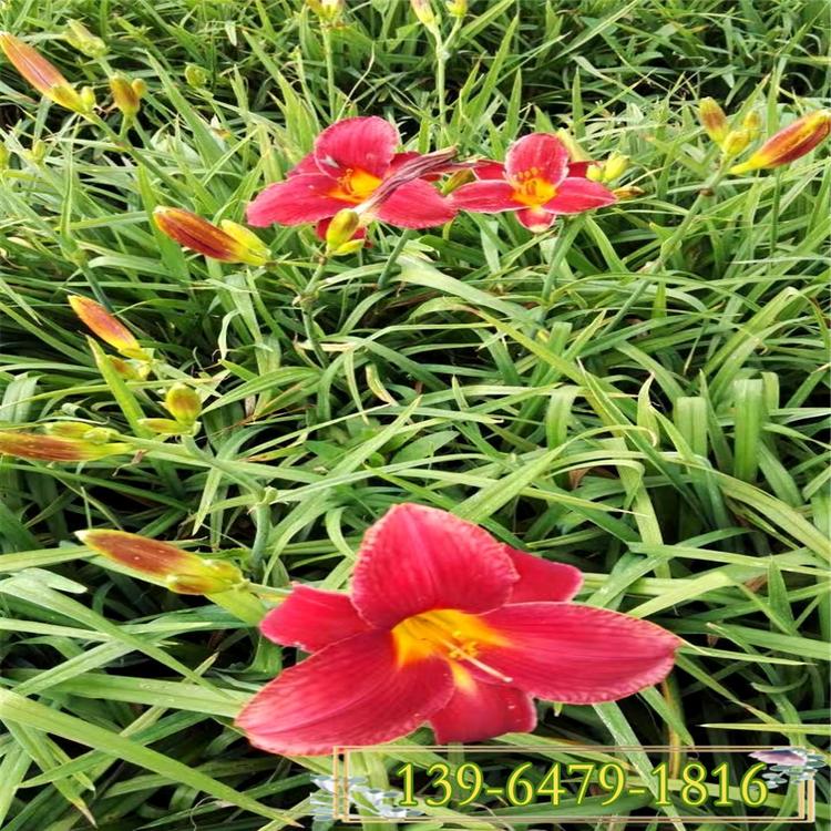 供应宿根花卉红运萱草 鸿运萱草批发 金娃娃萱草价格