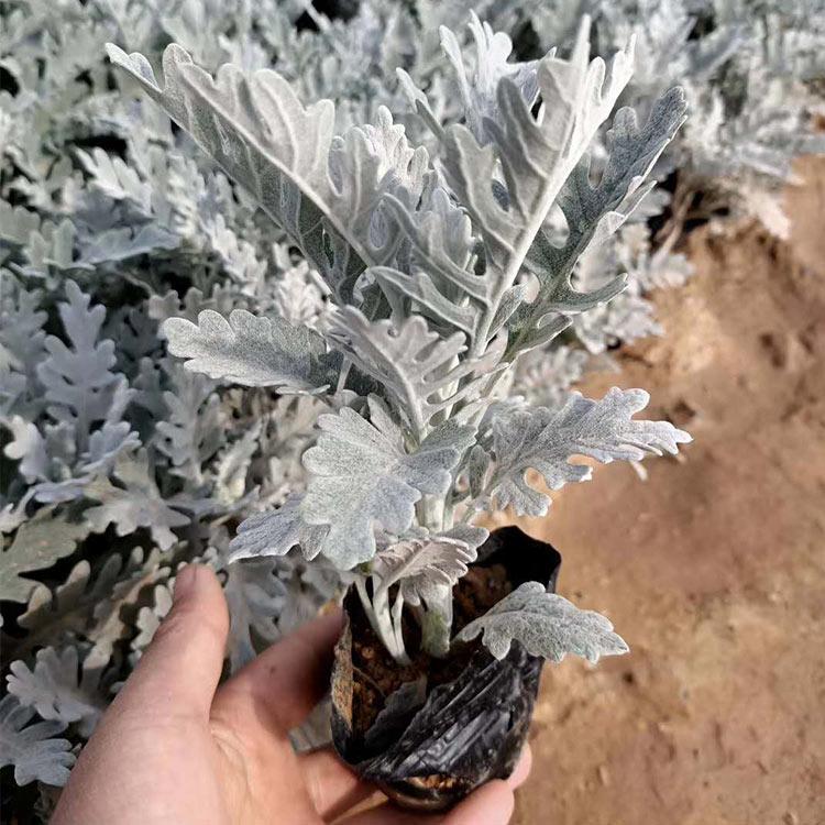 银叶菊供应商 好苗预定 青州草花 银叶菊小苗