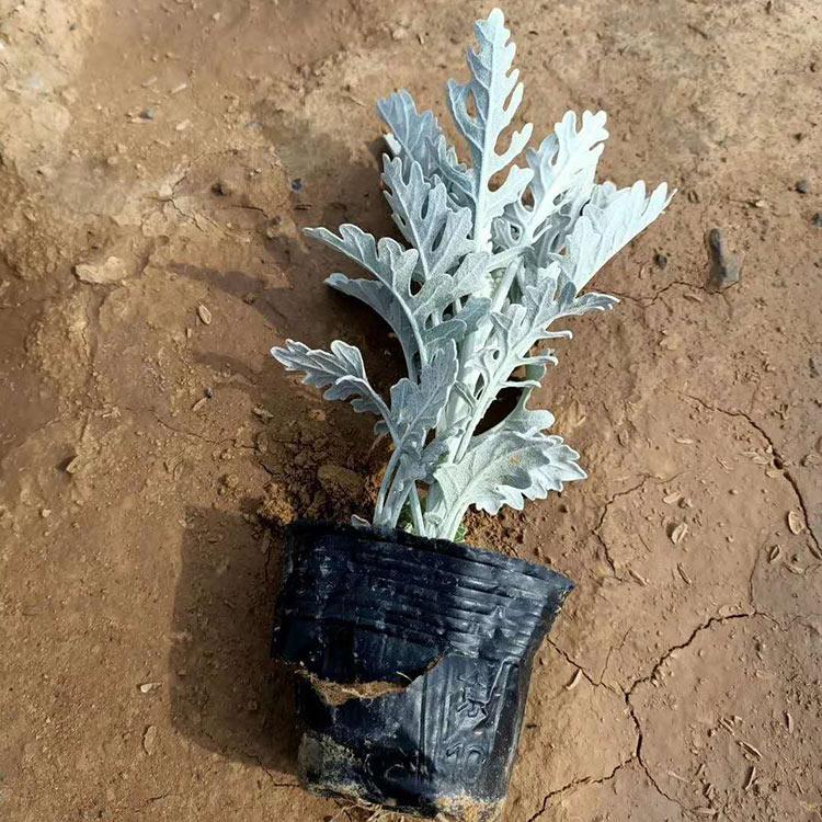 银叶菊小苗 基地推荐 银叶菊种植基地 草花基地