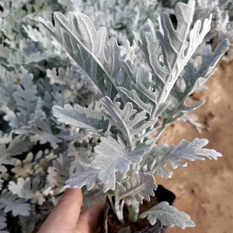 银叶菊小苗 价格实惠 银叶菊价格 草花基地