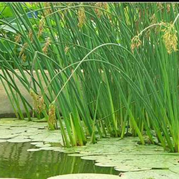 水葱种植基地 苗圃直销水葱 水生植物种植基地