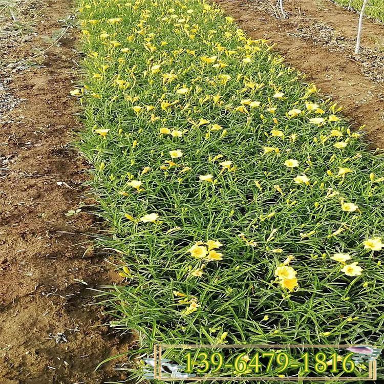 金娃娃萱草 山东红运萱草园林景观设计 大花萱草质量好价格低