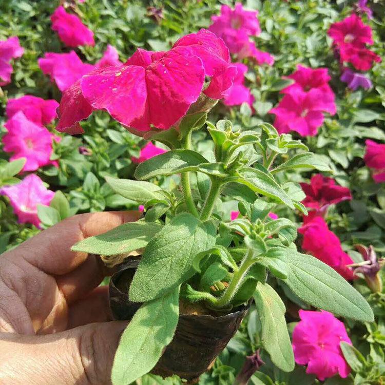 矮牵牛价格 山东矮牵牛 应季好苗