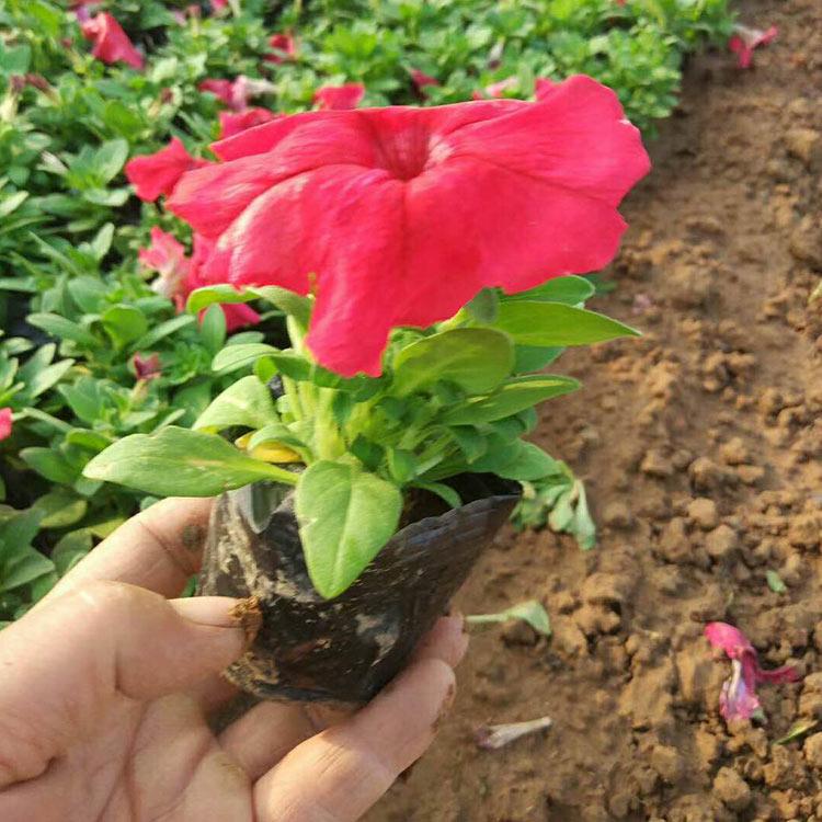 应季好苗 矮牵牛苗 矮牵牛种植基地