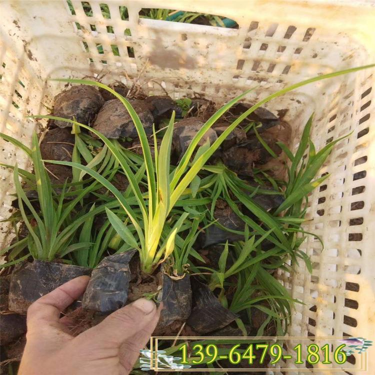 基地大量供应金娃娃萱草 宿根花卉盆栽 质优价廉大花萱草
