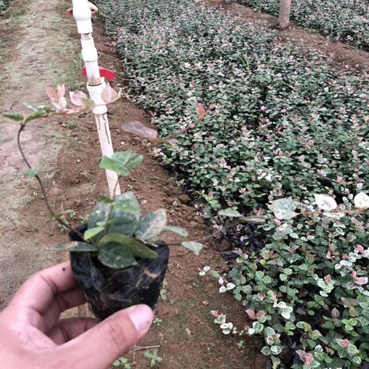 苗圃批发 花叶络石盆栽 青州花叶络石销售