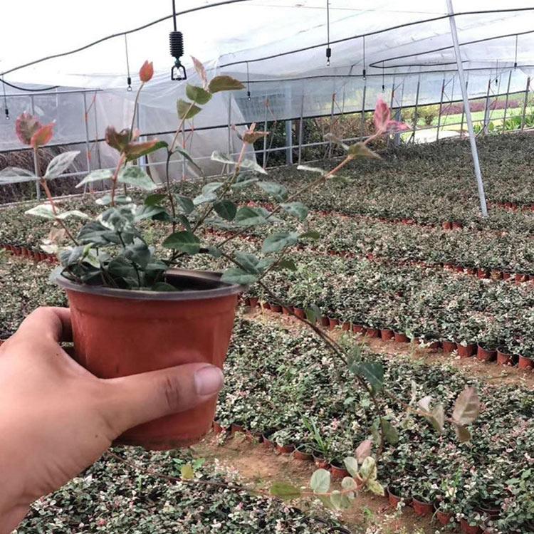 花叶络石培育基地 青州花叶络石 订购报价