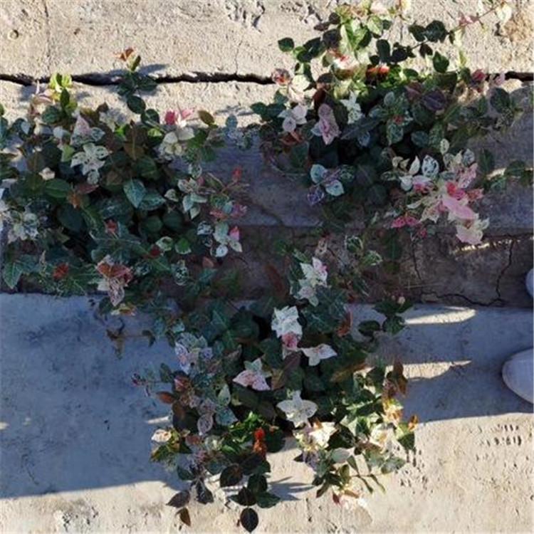 花叶络石供货商 山东花叶络石 基地供应