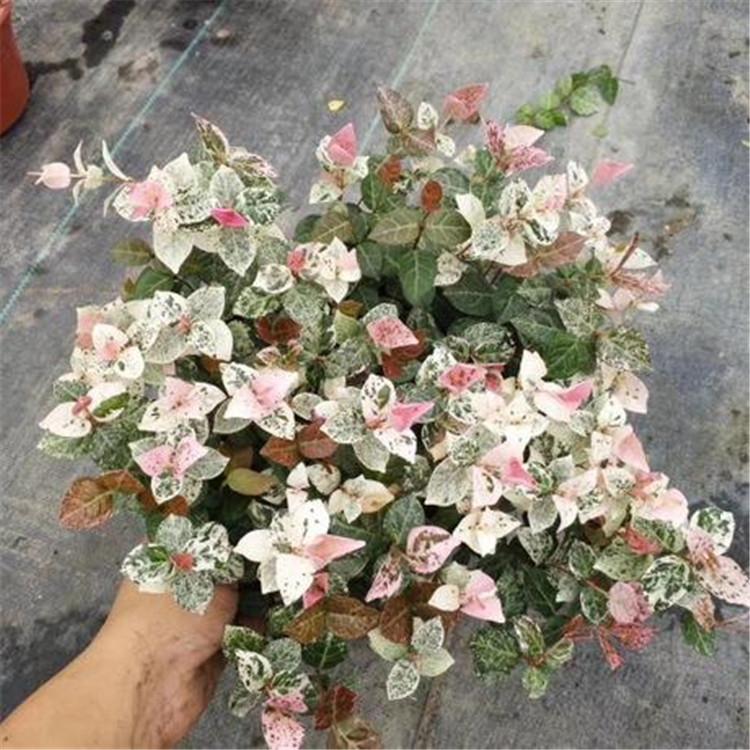 花叶络石报价 山东庭院花叶络石 苗圃批发