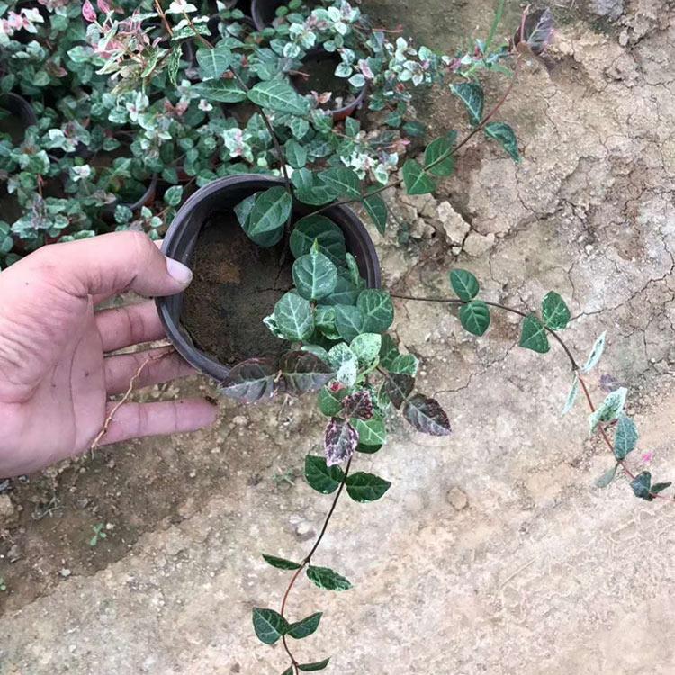 基地供应 花叶络石 青州花叶络石直销