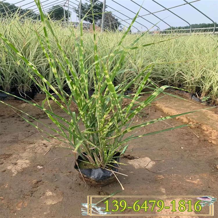 多芽斑叶芒种植基地 带土苗斑叶芒价格 花边植物园林绿化河岸种植