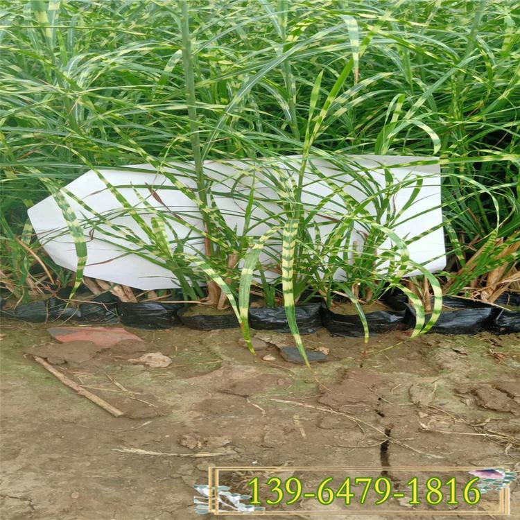 优惠供应斑叶芒 花叶芒 青州观赏草批发基地 水生植物河边植物