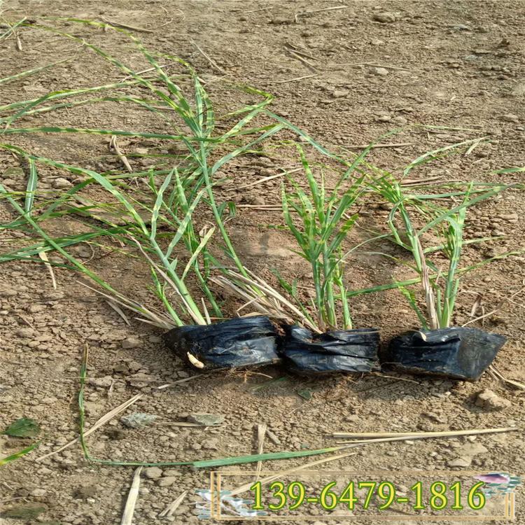 斑叶芒小苗批发 湿地绿化观赏草 青州花卉观赏草市场