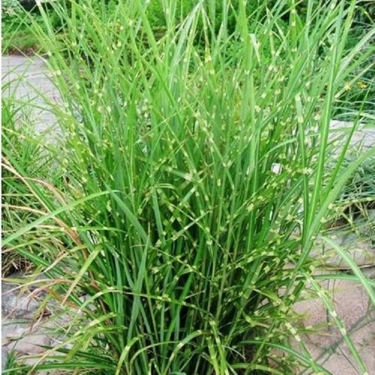 班叶芒 基地现货出售 山东班叶芒 春琳