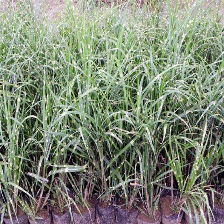 销售班叶芒基地 陕西班叶芒报价 欢迎咨询