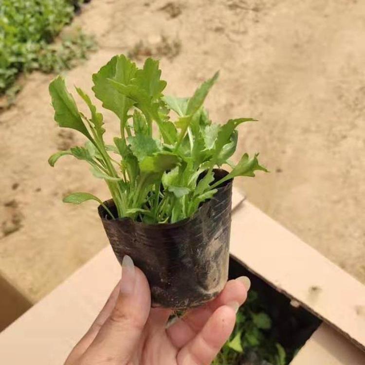 观赏大滨菊 大滨菊幼苗 山东大滨菊基地 春琳