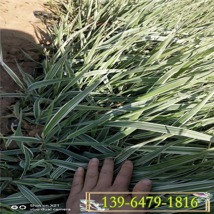 山东花叶芒种植基地 盆栽花叶芒 黄绿相间观赏草现货