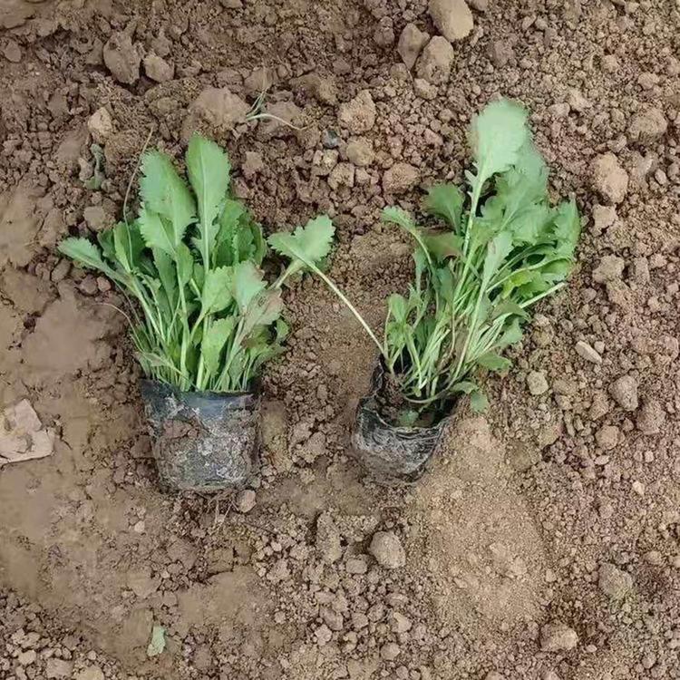 山东大滨菊批发商 大滨菊 现货供应