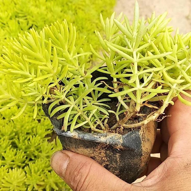 佛甲草价格 青州佛甲草基地  青州春琳