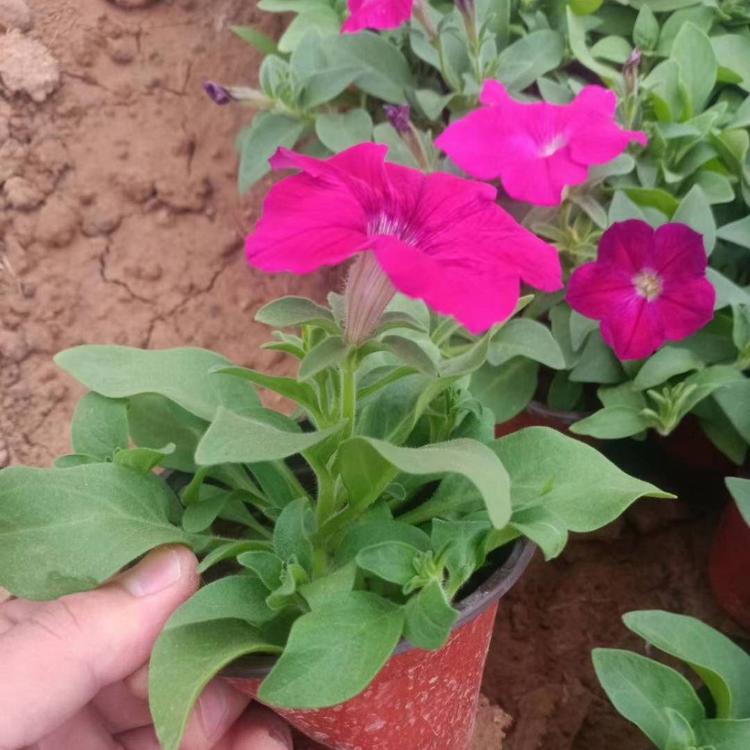 矮牵牛小苗牵牛种植基地牵牛批发