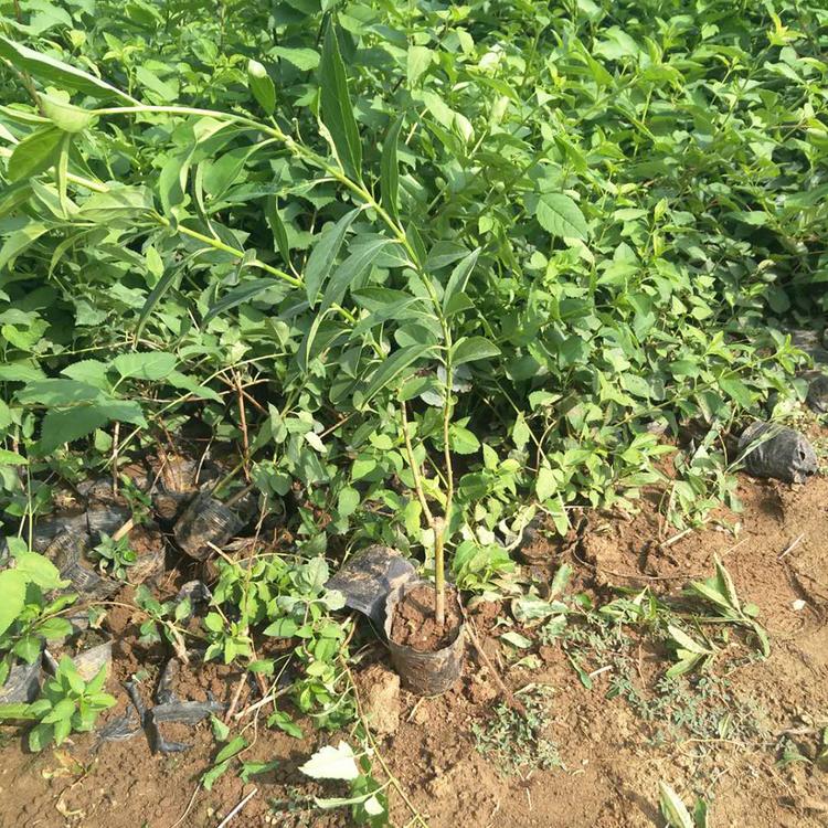 种植连翘基地_冠鑫_基地批售连翘苗 连翘小苗